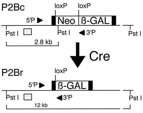 Protamine Cre Recombinase Transgenes Efficiently Recombine Target