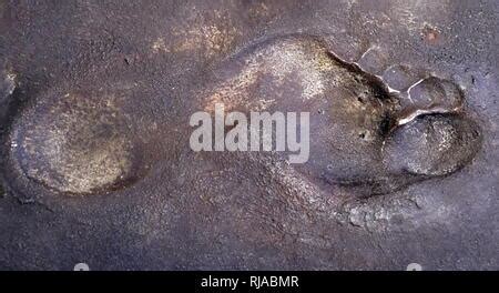 Laetoli footprints Tanzania Stock Photo - Alamy