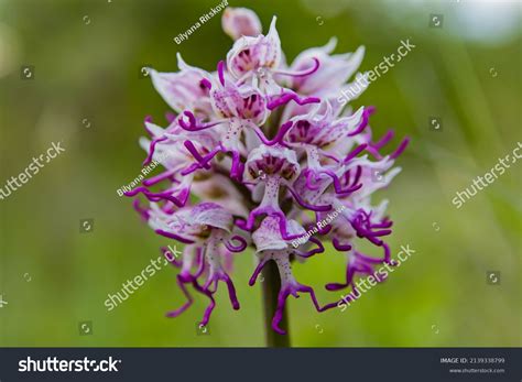 Naked Man Orchid Orchis Italica Close Stock Photo Shutterstock