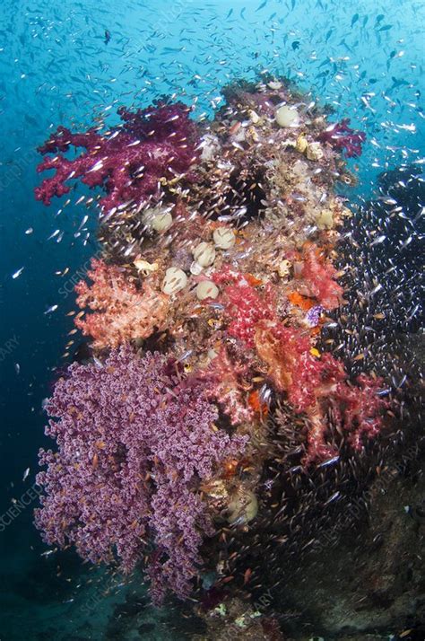 Coral Reef Community Stock Image C Science Photo Library