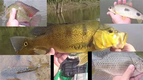 Pescaria era de Tilápias mais peguei vários peixes diferentes veja aí