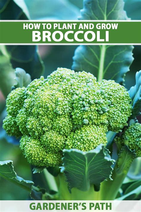 How High Does Broccoli Grow BroadPick