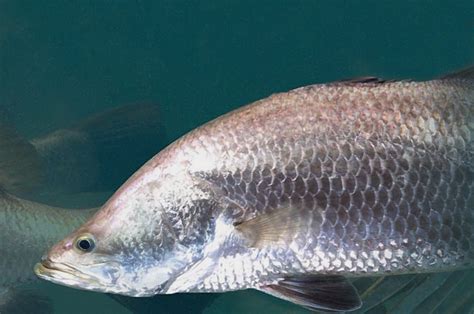Fact Sheet Barramundi • Department Of Primary Industries And Regional