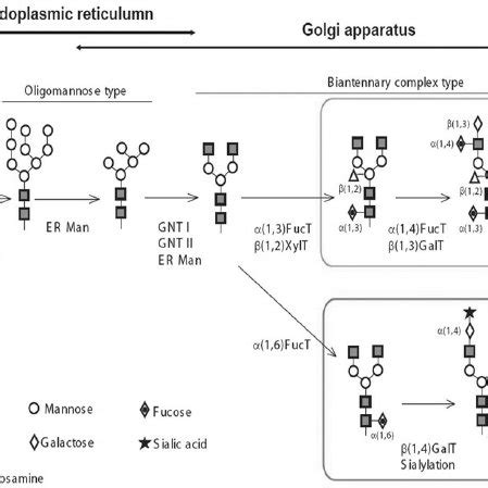 Antibody Fc glycosylation can be tailored to therapeutic applications ...