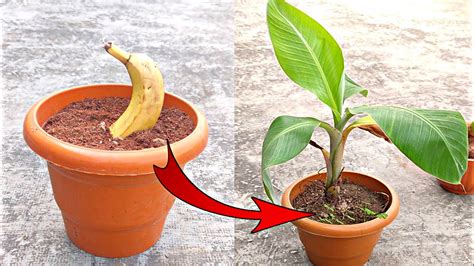 How To Germinate Banana Storables