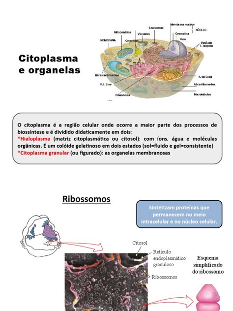 Aula 3 Citoplasma E Organelas Pdf Citoplasma Lisossoma