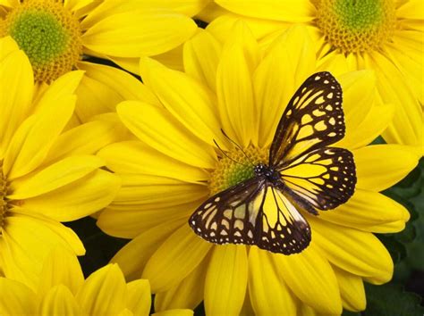 Yellow Butterfly Meaning And Symbolism 2023 • Colors Explained