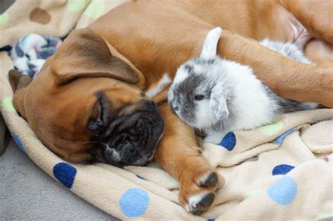 Bonding Dogs With Rabbits - BLUE CLOVER RABBITRY