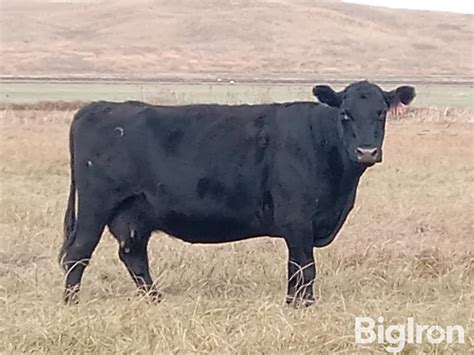 Blk Angus Mature Bred Cows Bid Per Head Bigiron Auctions