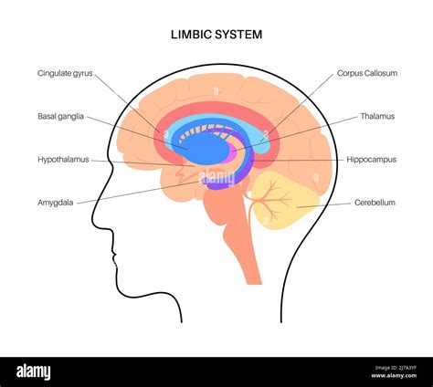 Système limbique cérébral illustration Photo Stock Alamy