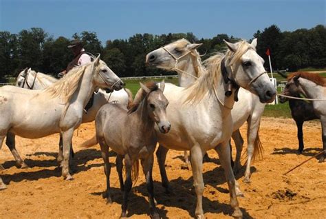 Course De Tracteurs Tondeuses D Monstration De Chevaux De Camargue