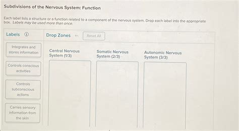 Solved Subdivisions Of The Nervous System FunctionEach Chegg