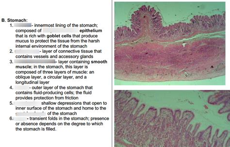 Stomach Histology Diagram Quizlet