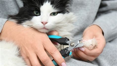 Trimming Your Cat’s Claws - Corydon Animal Hospital