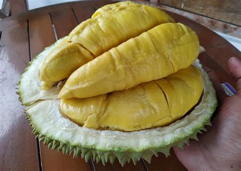 6 Tips Jitu Cara Menanam Durian Agar Cepat Berbuah