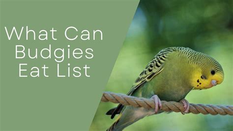 What Can Budgies Eat List? | Budgie Fly
