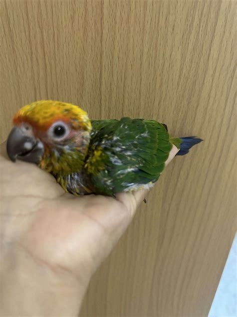 Sun Conure Babys