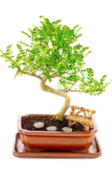 Outstanding Aromatic Pepper Tree Bonsai Woodland Garde