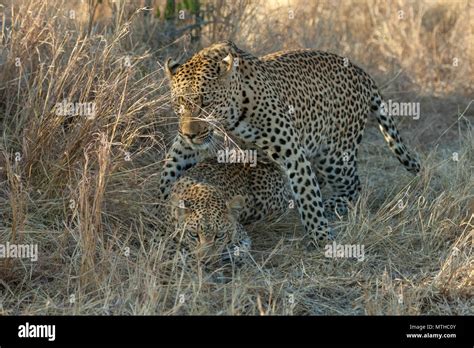 African Leopards Mating In The Shade Of The Tall Savannah Grass At Sabi Sand Game Reserve Stock