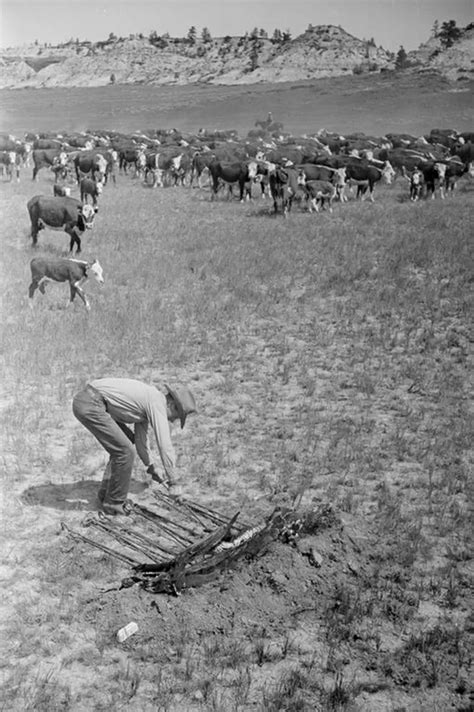 These photos show cowboys and dudes as they round up cattle on the ...