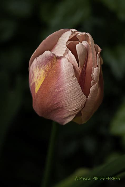 Tulipe DARWIN Rose Pascal Pieds Ferres Flickr