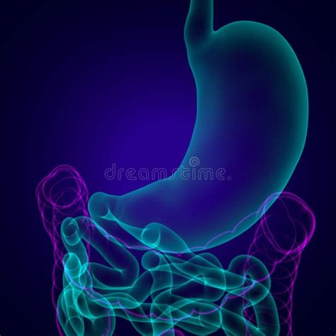 Stomach Anatomy Human Digestive System For Medical Concept 3D Stock