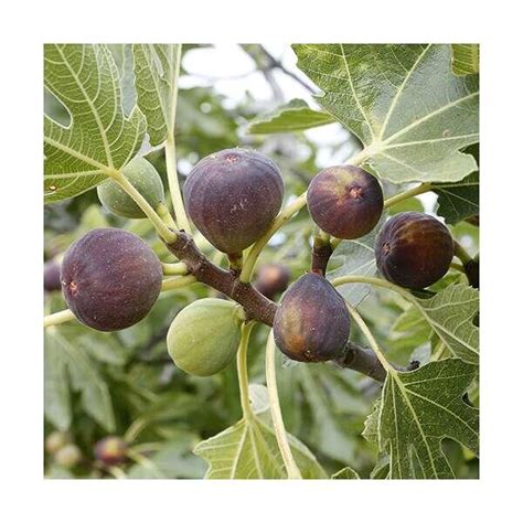 Ficus Carica Rouge De Bordeaux Arbres Feuilles Caduques Acheter