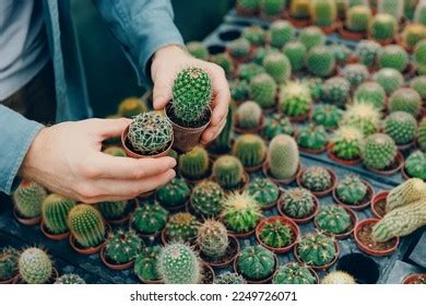 14,651 Holding Cactus Stock Photos, Images & Photography | Shutterstock