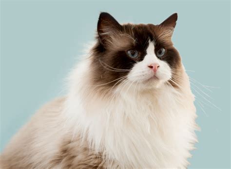 Anubis Pinkerton Ragdolls