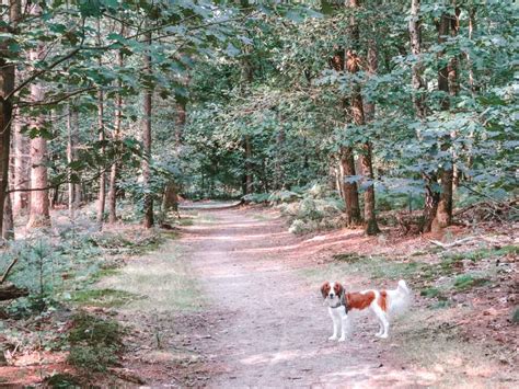 X Mooie Boswandelingen Met De Hond Losloopgebieden Woef Welkom