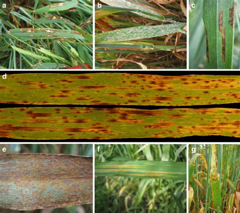 Barley Leaf Spot