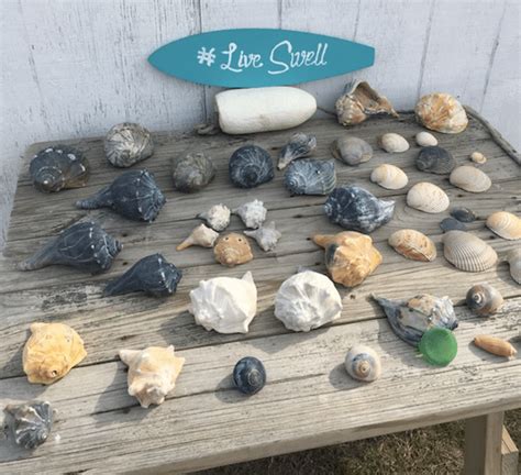 Outer Banks Seashells Secrets From The Shell Whisperer” Live Swell