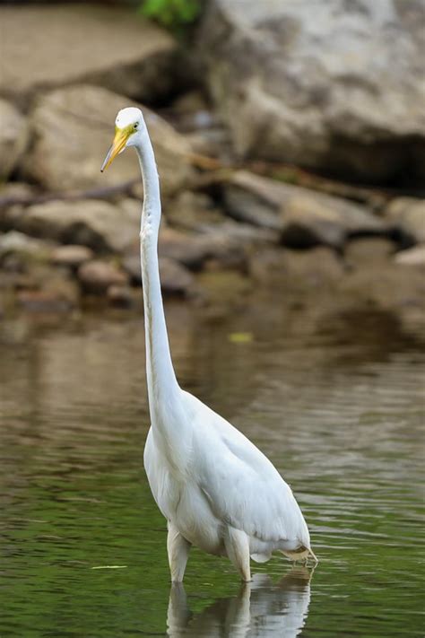 Albino Giraffe Bird : r/ProperAnimalNames