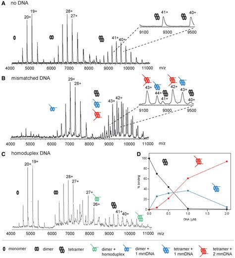 Native Ms Resolves Dna Mismatch Binding By Muts A Mass Spectra Of