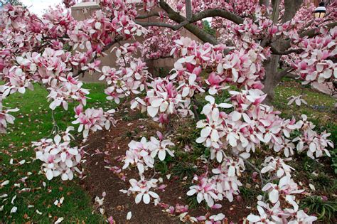 Anna Wrobel Photography Magnolia Bloom At The Smithsonian Castle