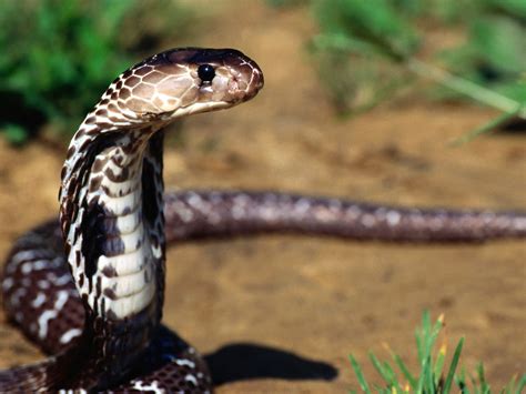 Snake 3 wallpaper