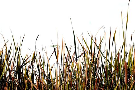 香蒲 草 植物 Pixabay上的免费照片 Pixabay