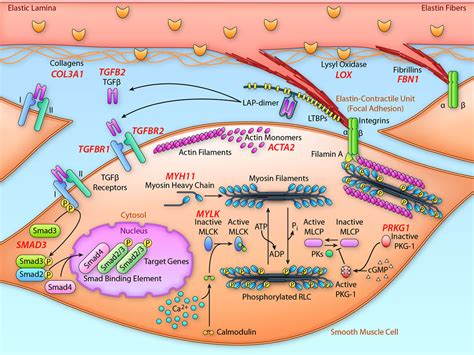 Genetics Of Thoracic And Abdominal Aortic Diseases Circulation Research