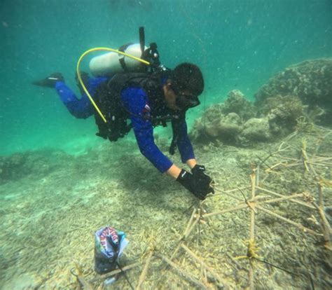 Lestarikan Alam Bawah Laut Polres Raja Ampat Transplantasi Terumbu Karang