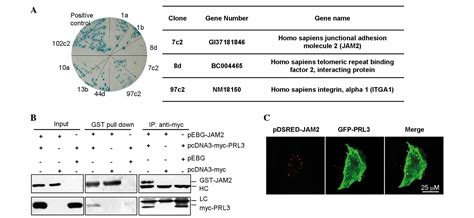 PRL 3 Promotes Cell Adhesion By Interacting With JAM2 In Colon Cancer