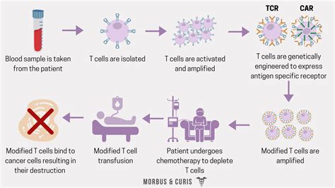 T Cell Based Cancer Immunotherapy