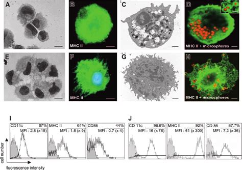 Generation Of Rat Bone Marrowderived Immature Myeloid DCs Rat Bone