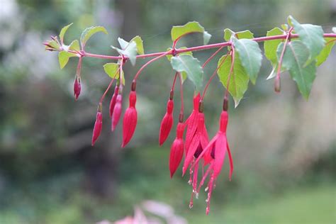 Fucsia Flores Jardín Foto Gratis En Pixabay Pixabay