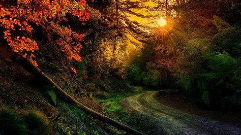 1920x1080 Landscape Nature Anime Trees Forest Path Sun Rays Dirt Road