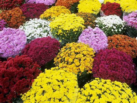 Mums | Fall Decor | Plants & Flowers | Niemeyer's Landscape Supply ...