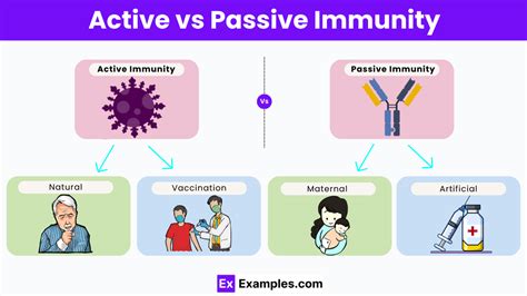 How Active and Passive Immunity Function: An In-Depth Look