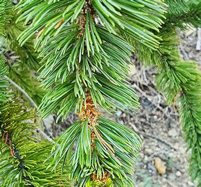 Pinus Longaeva Bristlecone Pine Medicinal Uses Charles W Kane