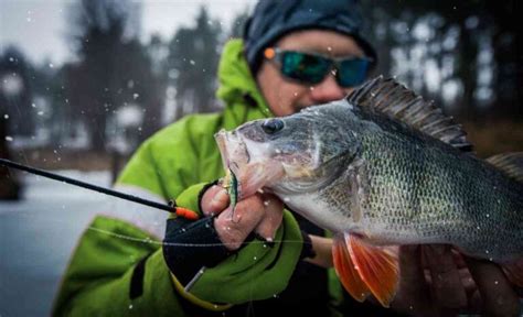 The Best Perch Ice Fishing In Minnesota Top 11 Spots