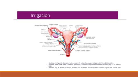 Anatomia Del Piso Pelvico De Un Ser Humano Ppt Descarga Gratuita