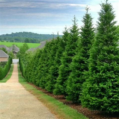 Buy Green Giant Arborvitae - Green Giant Thuja for Sale | Gurney's